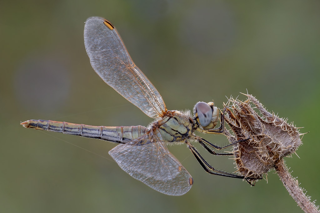 Sympetrum fonscolombii?